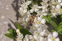 Criorhina pachymera