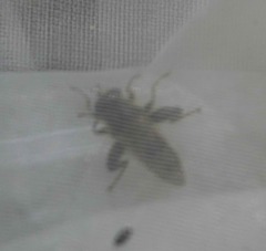 Criorhina pachymera