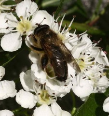 Criorhina pachymera