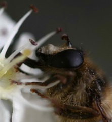 Criorhina pachymera