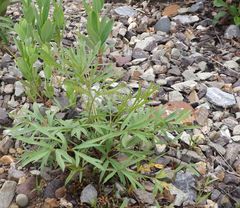 Pulsatilla dahurica
