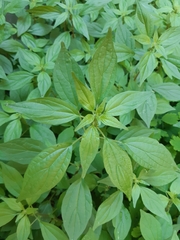 Parietaria officinalis