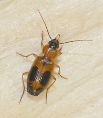 Badister neopulchellus