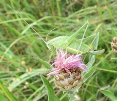 Poecilimon intermedius