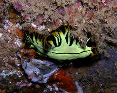 Pseudoceros dimidiatus