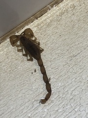 Centruroides testaceus