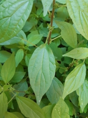 Parietaria officinalis