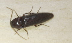Melanotus castanipes