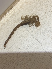 Centruroides testaceus