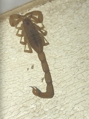 Centruroides testaceus