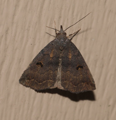 Phalaenostola hanhami