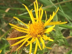 Pentanema britannica