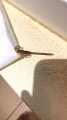 Centruroides testaceus