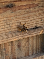 Pogonosoma maroccanum