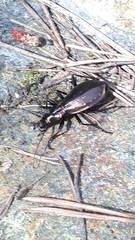 Carabus depressus