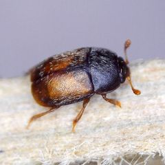 Epuraea melanocephala