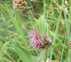 Poecilimon intermedius