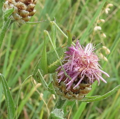 Poecilimon intermedius