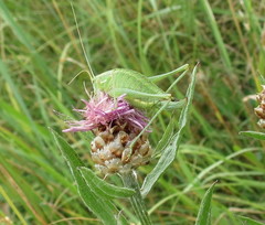 Poecilimon intermedius