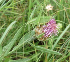 Poecilimon intermedius