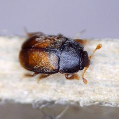 Epuraea melanocephala