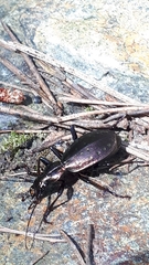 Carabus depressus