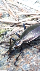 Carabus depressus