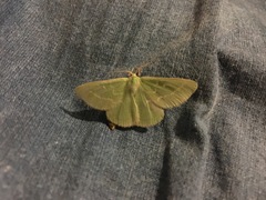 Thetidia smaragdaria