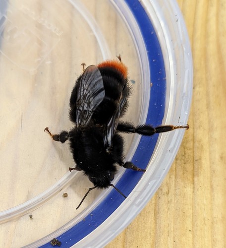 Red-tailed bumblebee