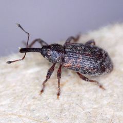 Dorytomus taeniatus