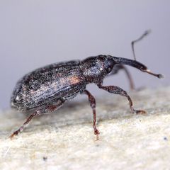 Dorytomus taeniatus