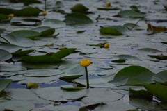Nuphar lutea