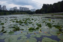 Nuphar lutea