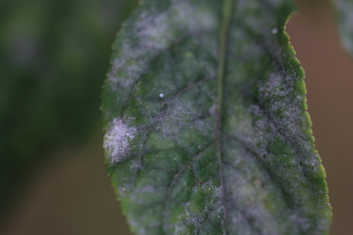 Erysiphe euonymi