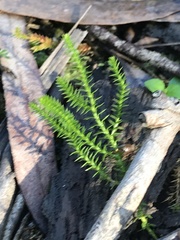 Selaginella uliginosa