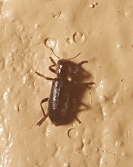 Placopterus thoracicus