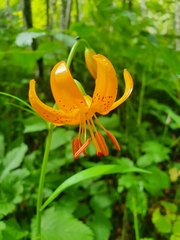 Lilium debile