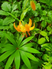 Lilium debile