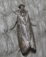 Sciota subcaesiella