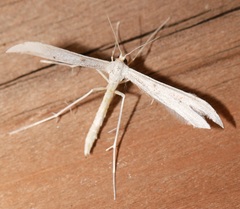 Hellinsia homodactylus