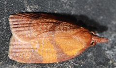 Cenopis diluticostana