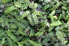 Blechnum blechnoides