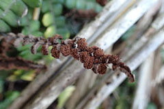 Blechnum blechnoides