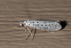 Yponomeuta multipunctella