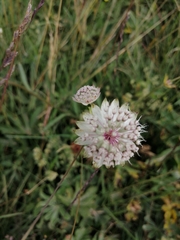 Astrantia major