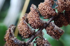 Blechnum blechnoides