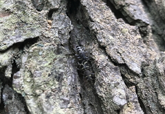 Xylotrechus ibex