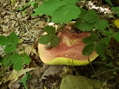 Baorangia
