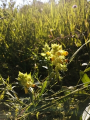 Rhinanthus serotinus