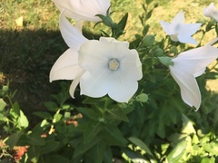 Platycodon grandiflorus